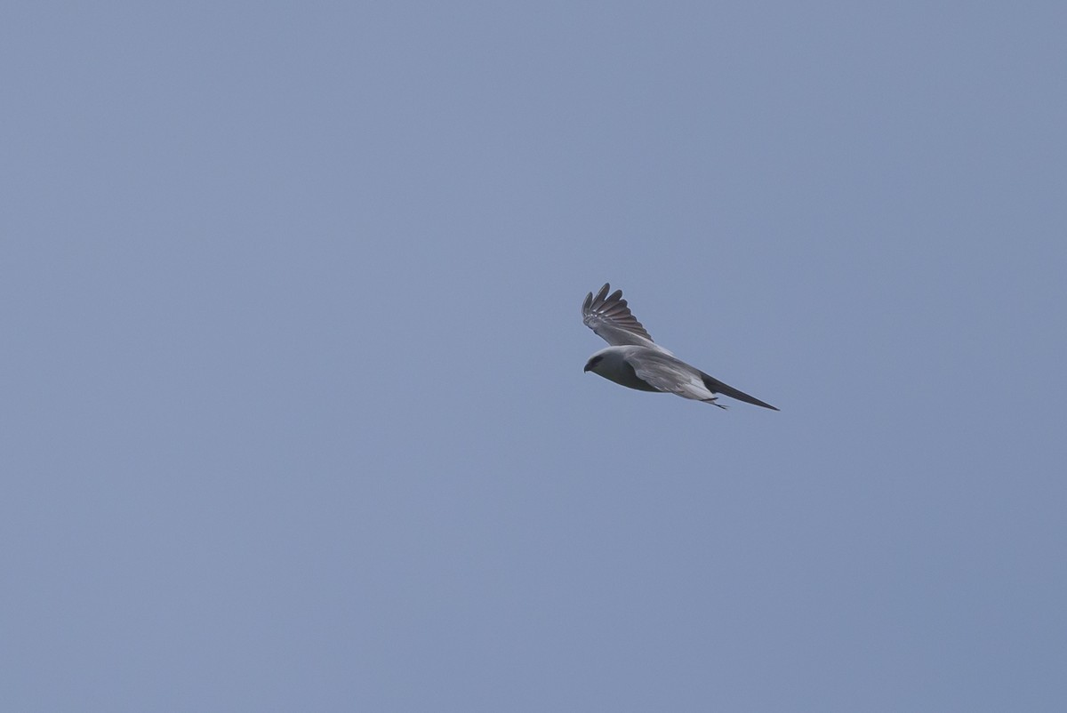 Mississippi Kite - Stephen Davies