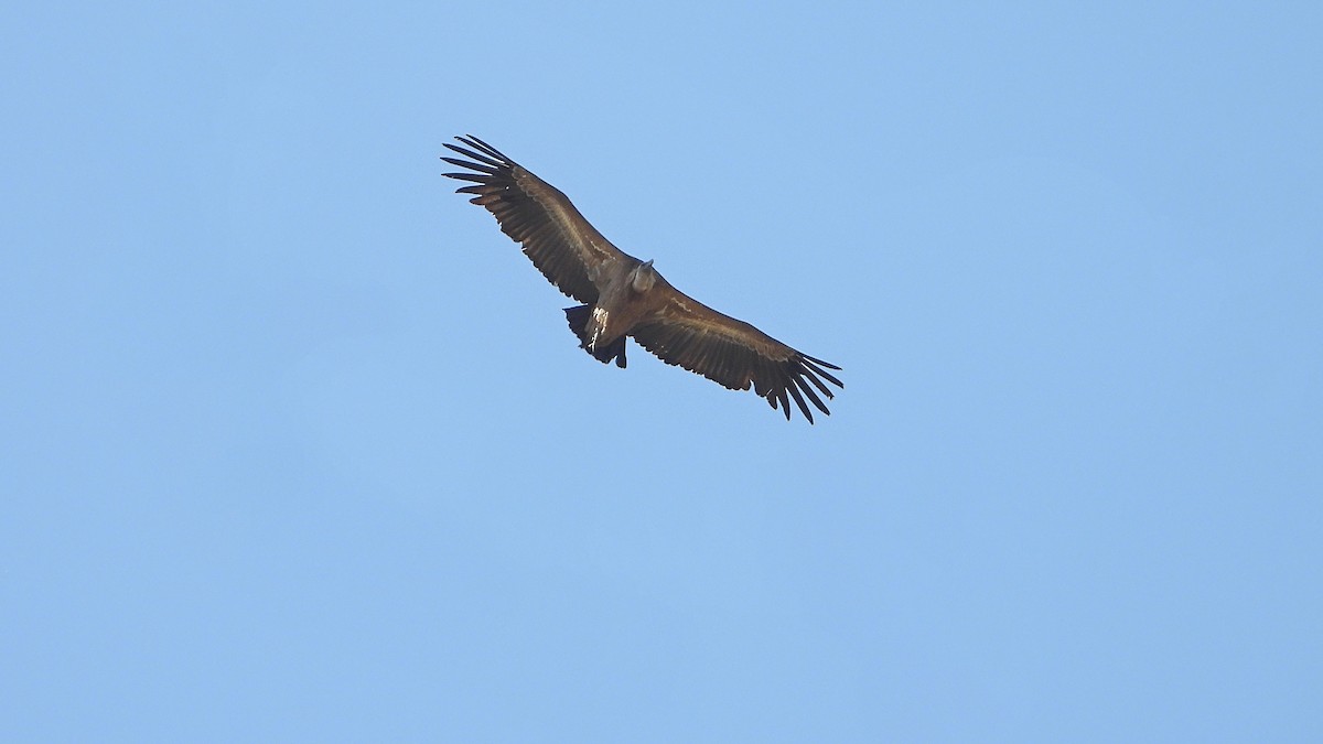 Eurasian Griffon - Manuel García Ruiz