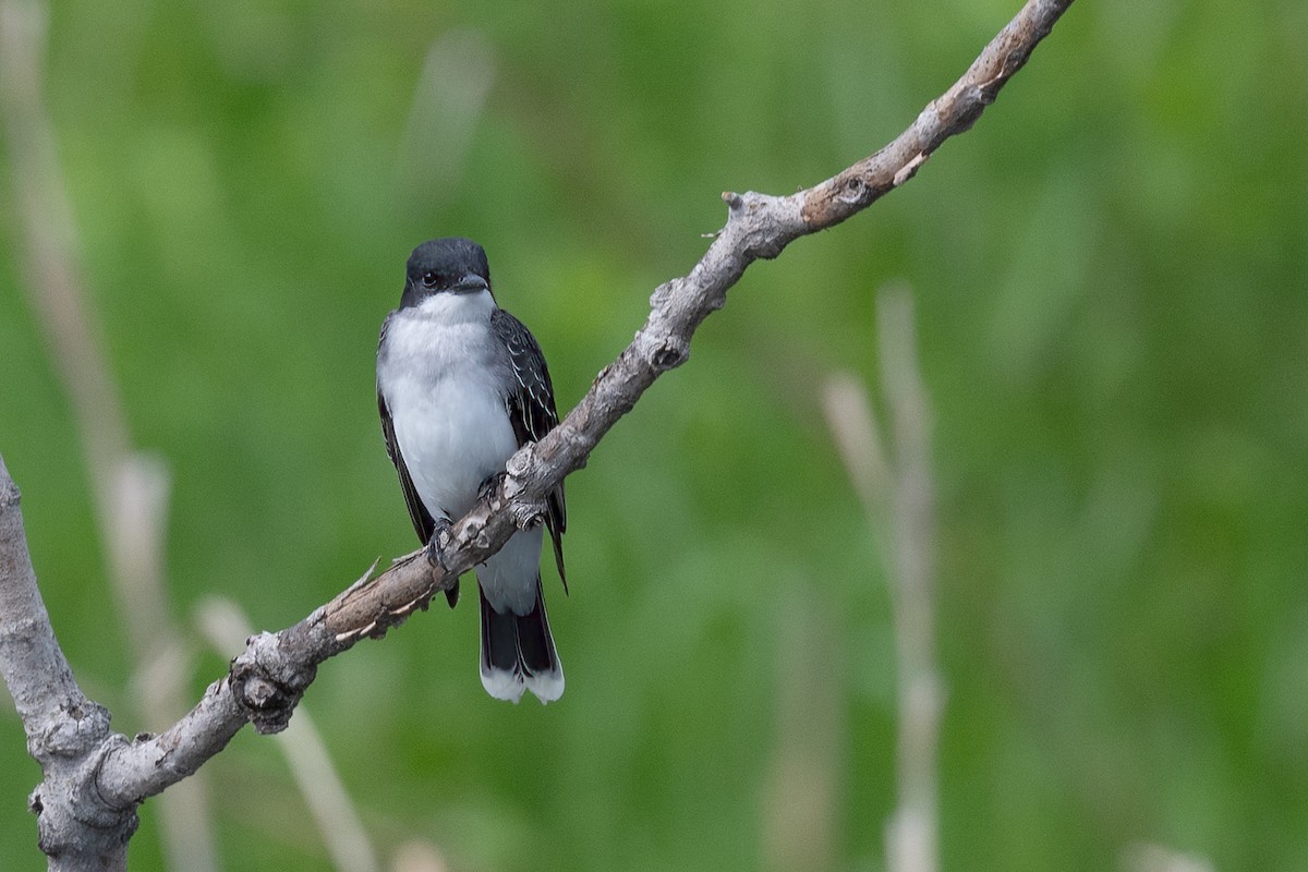 Eastern Kingbird - Annette McClellan