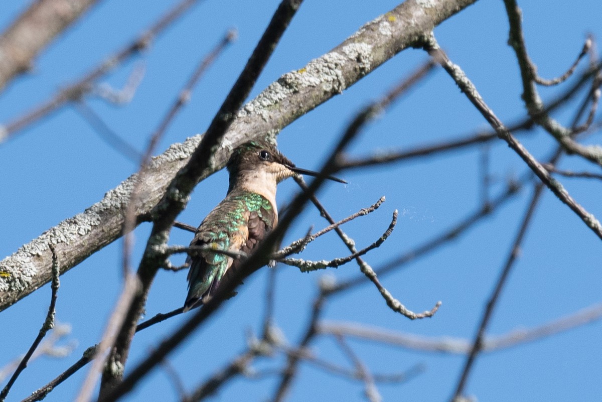 Ruby-throated Hummingbird - Annette McClellan