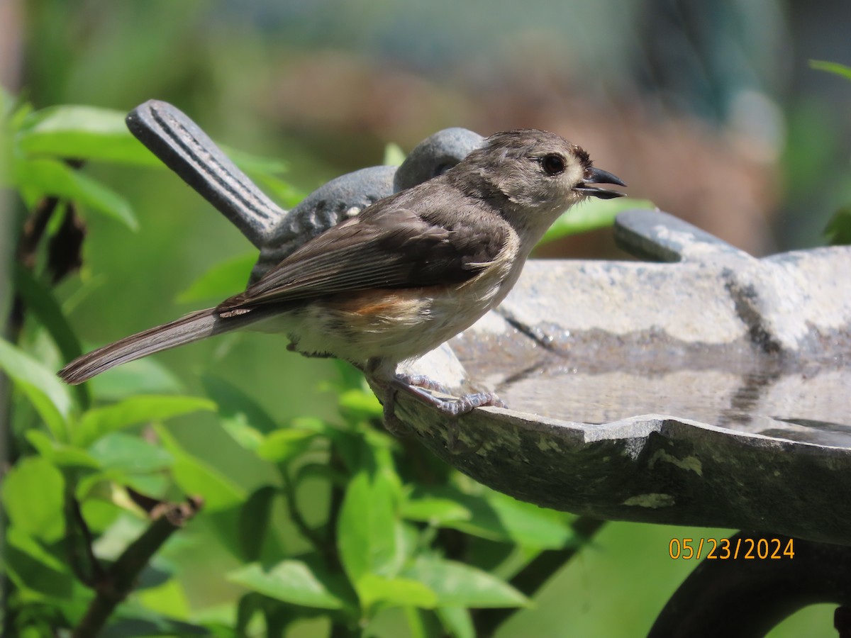 Tufted Titmouse - Susan Leake