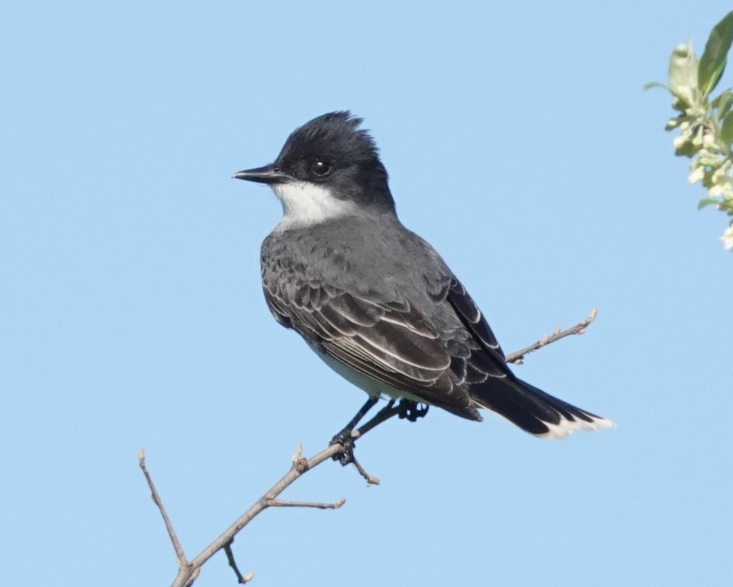 Eastern Kingbird - Tom & Jenny Jackman