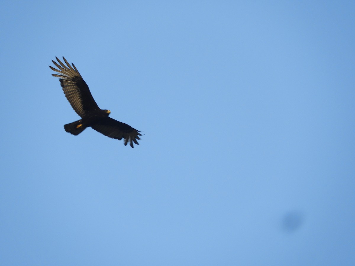 Zone-tailed Hawk - Manuel Murillo Alcedo