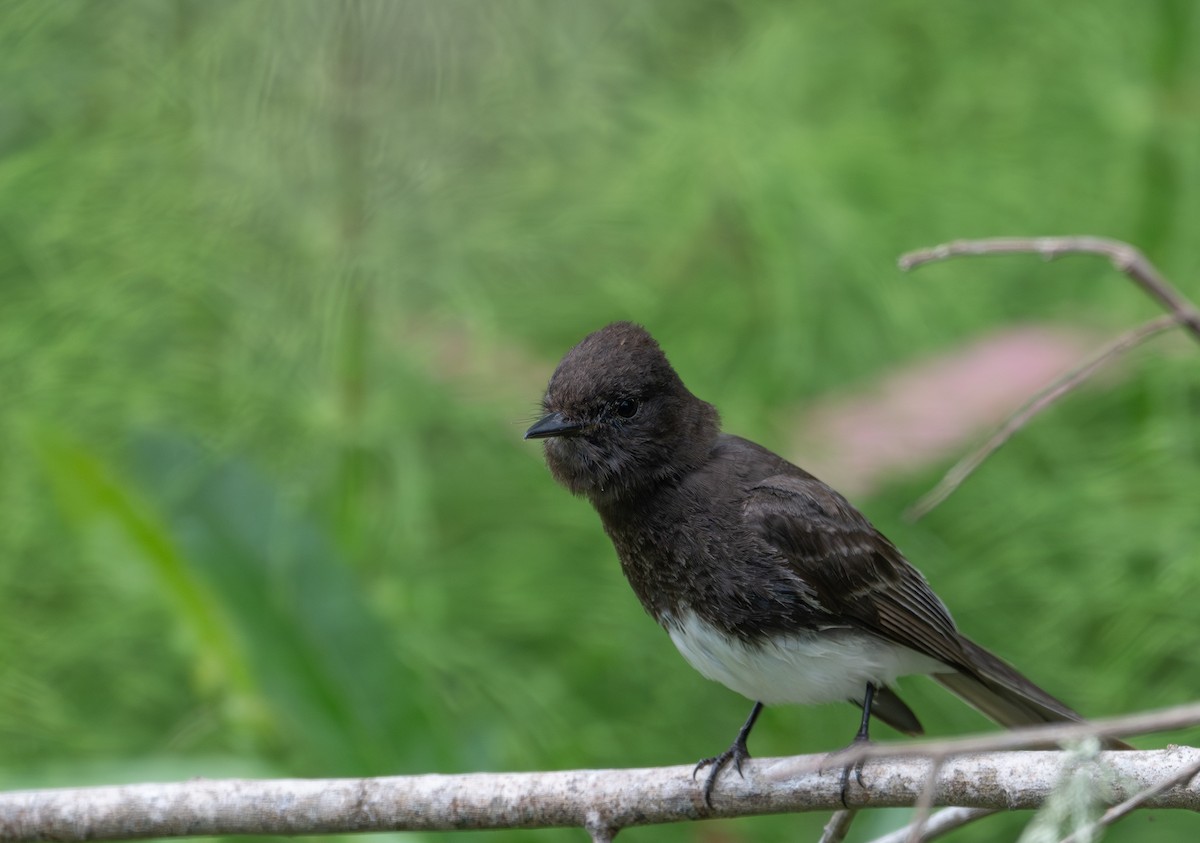 Black Phoebe - Herb Elliott