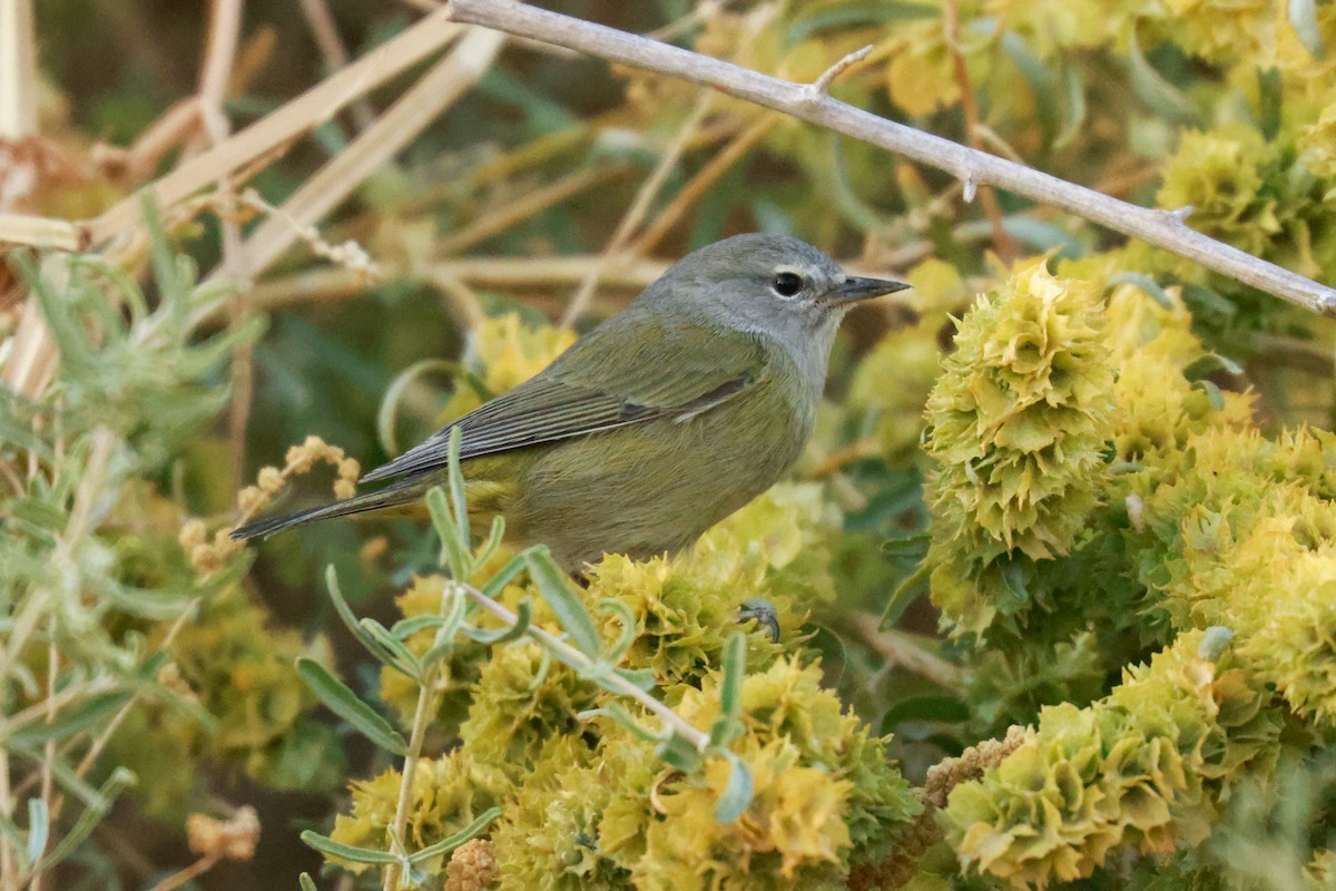 Orange-crowned Warbler - Joey McCracken