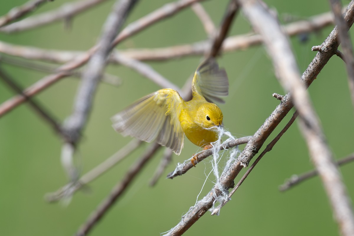 Yellow Warbler - Annette McClellan