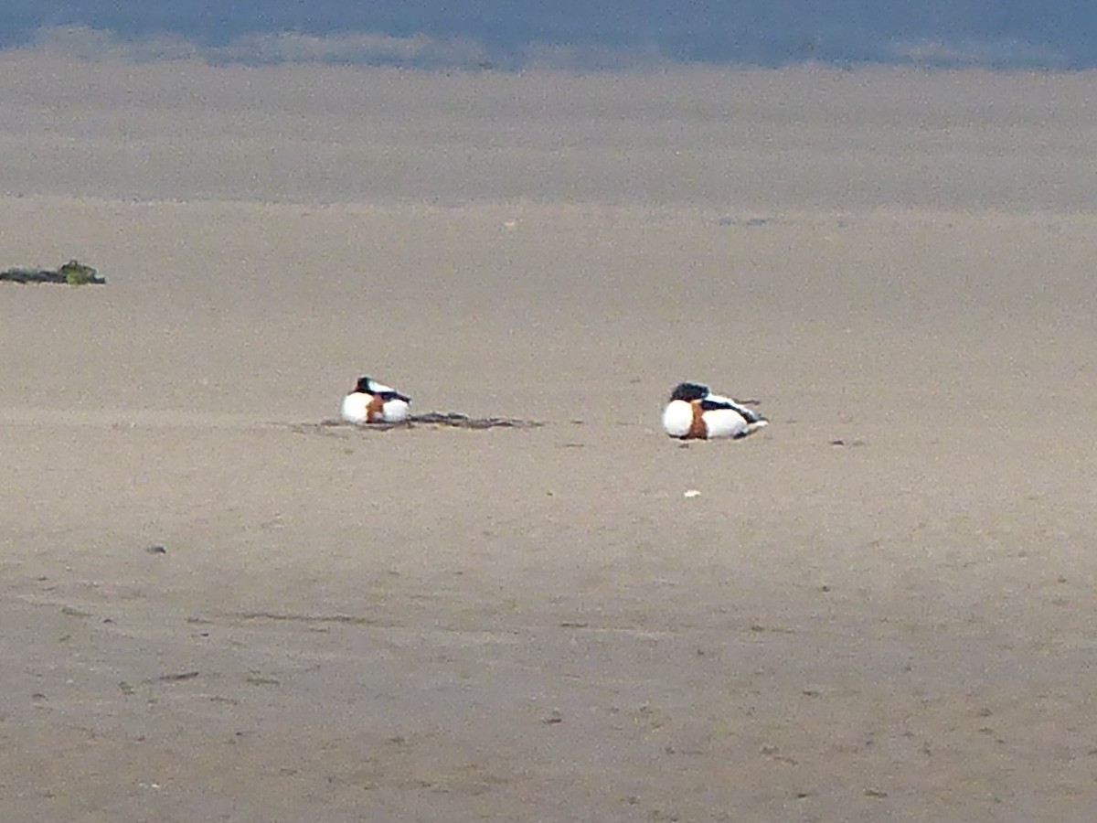 Common Shelduck - Matthew Hart