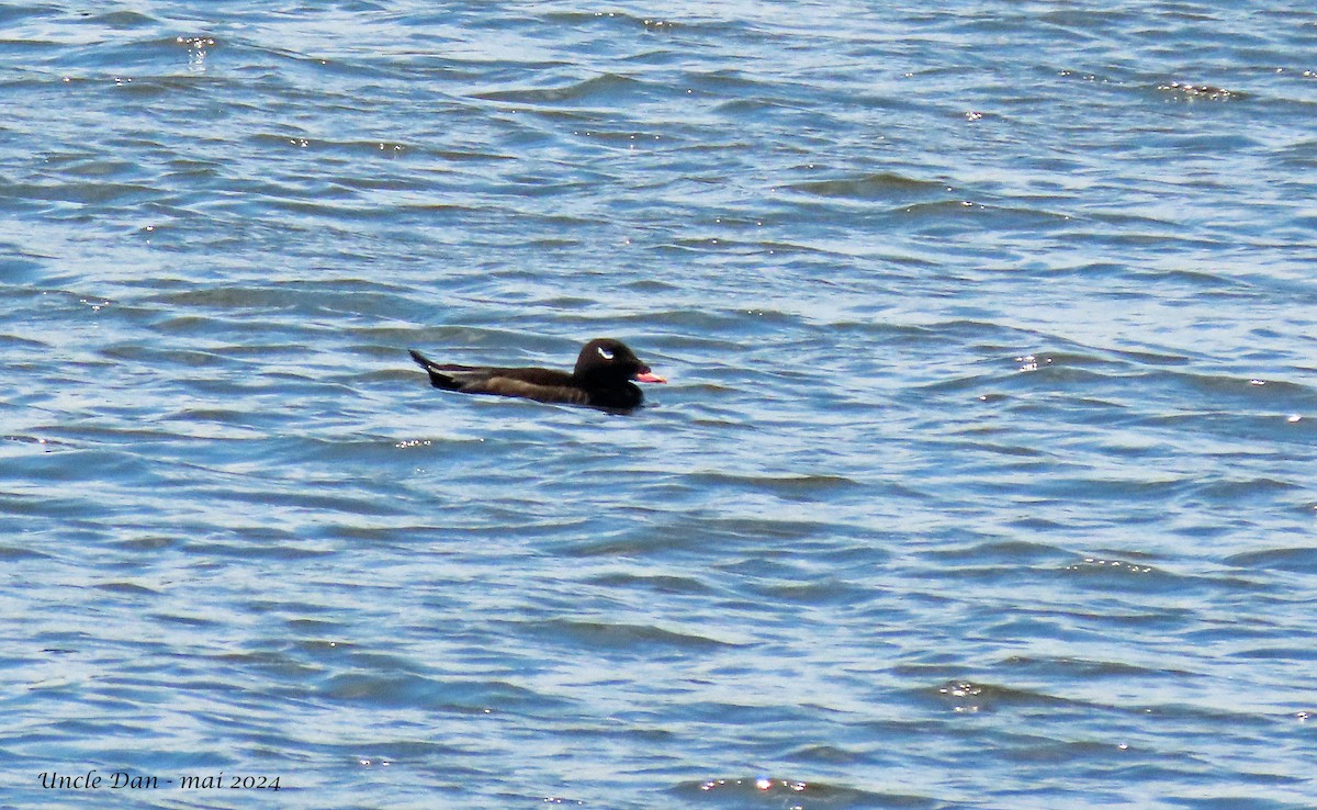 White-winged Scoter - Daniel Demers 🦉