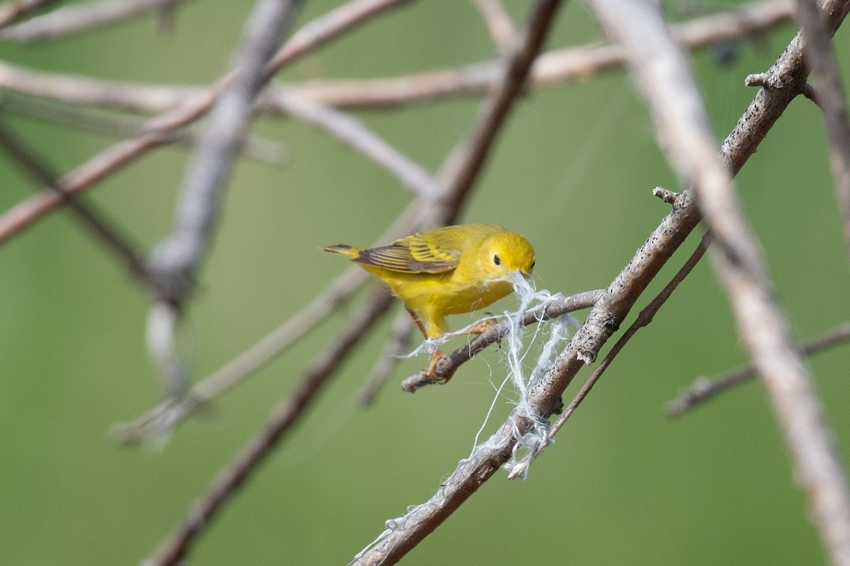 Yellow Warbler - Annette McClellan