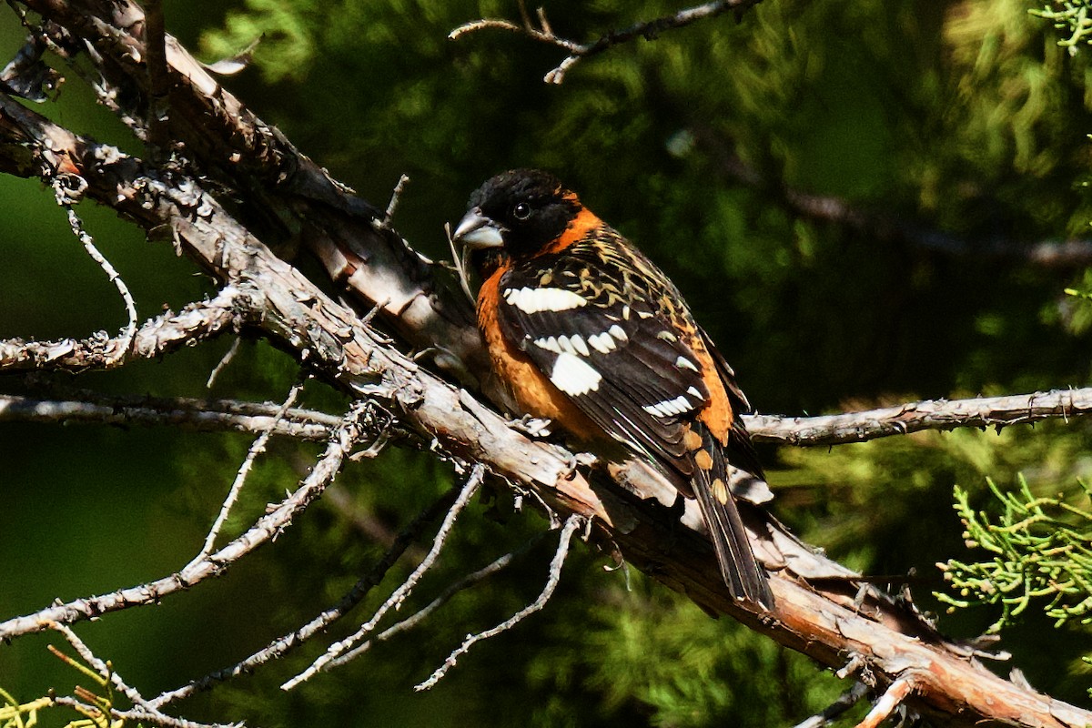 Black-headed Grosbeak - gene collins