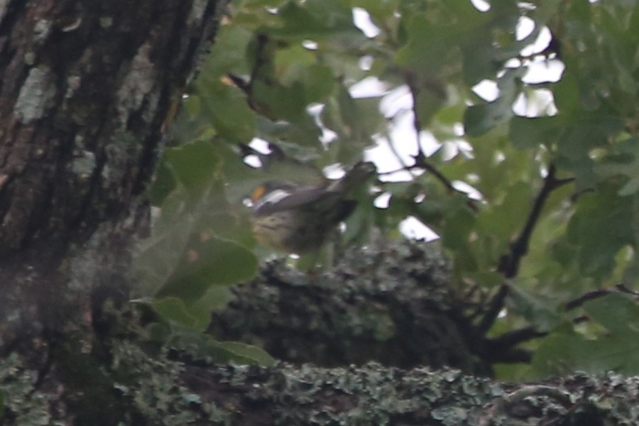 Blackburnian Warbler - Greg Page