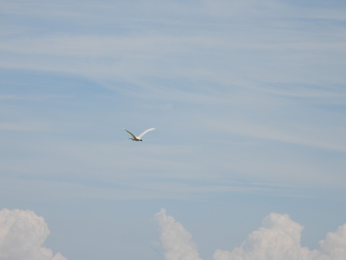 Eurasian Spoonbill - Nicolas Detriche