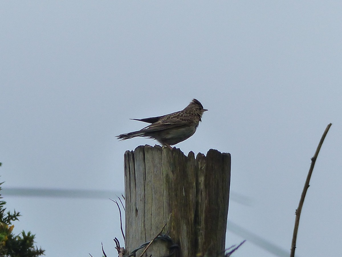 Eurasian Skylark - ML619494047