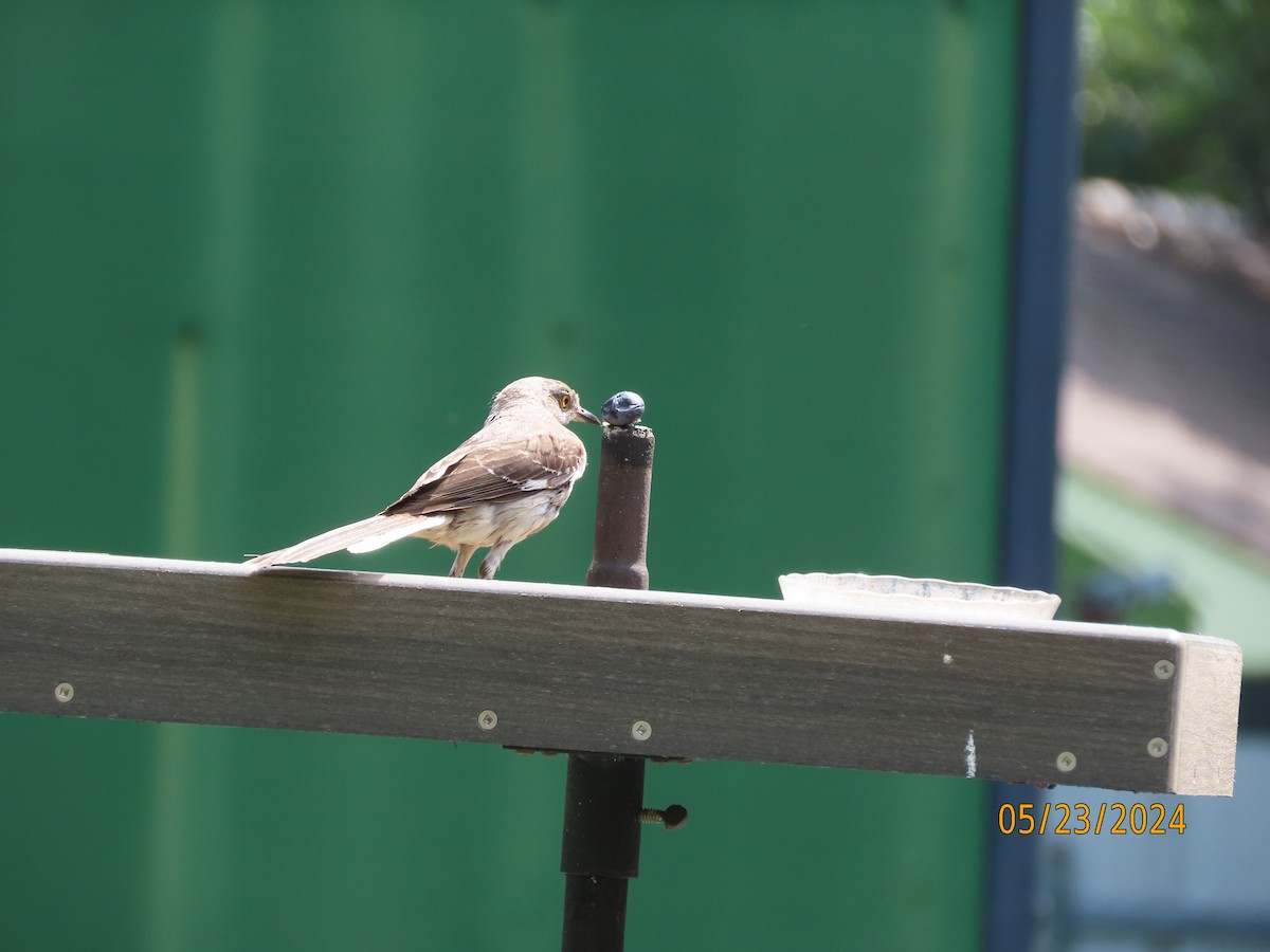 Northern Mockingbird - Susan Leake