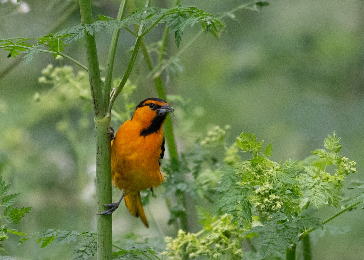 Bullock's Oriole - Herb Elliott