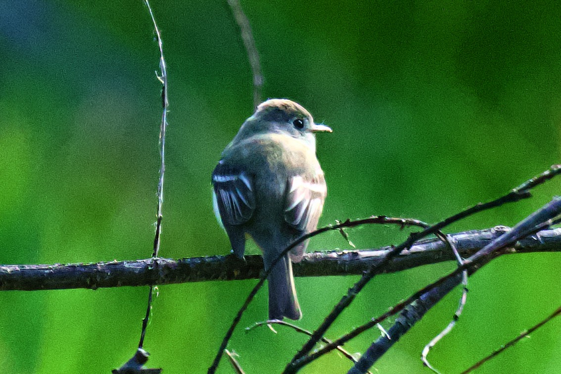 Hammond's Flycatcher - gene collins