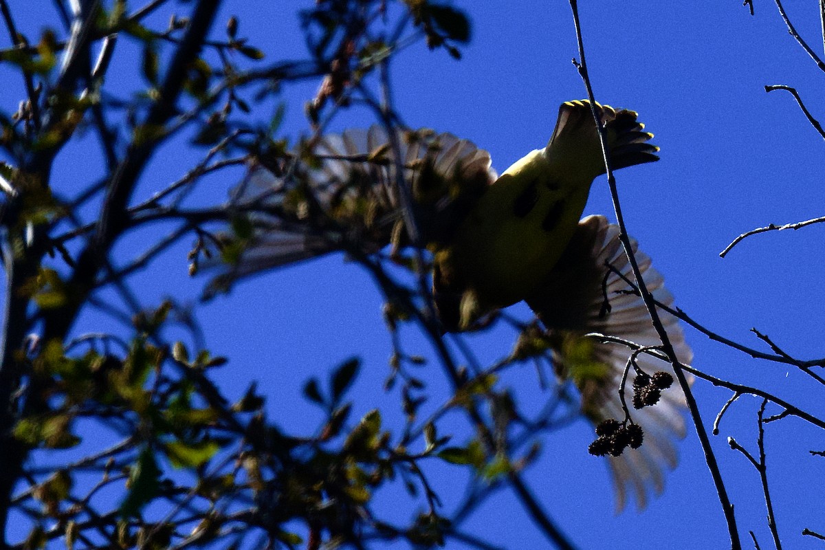 Cedar Waxwing - gene collins