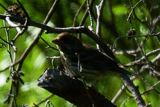 Purple Finch - gene collins