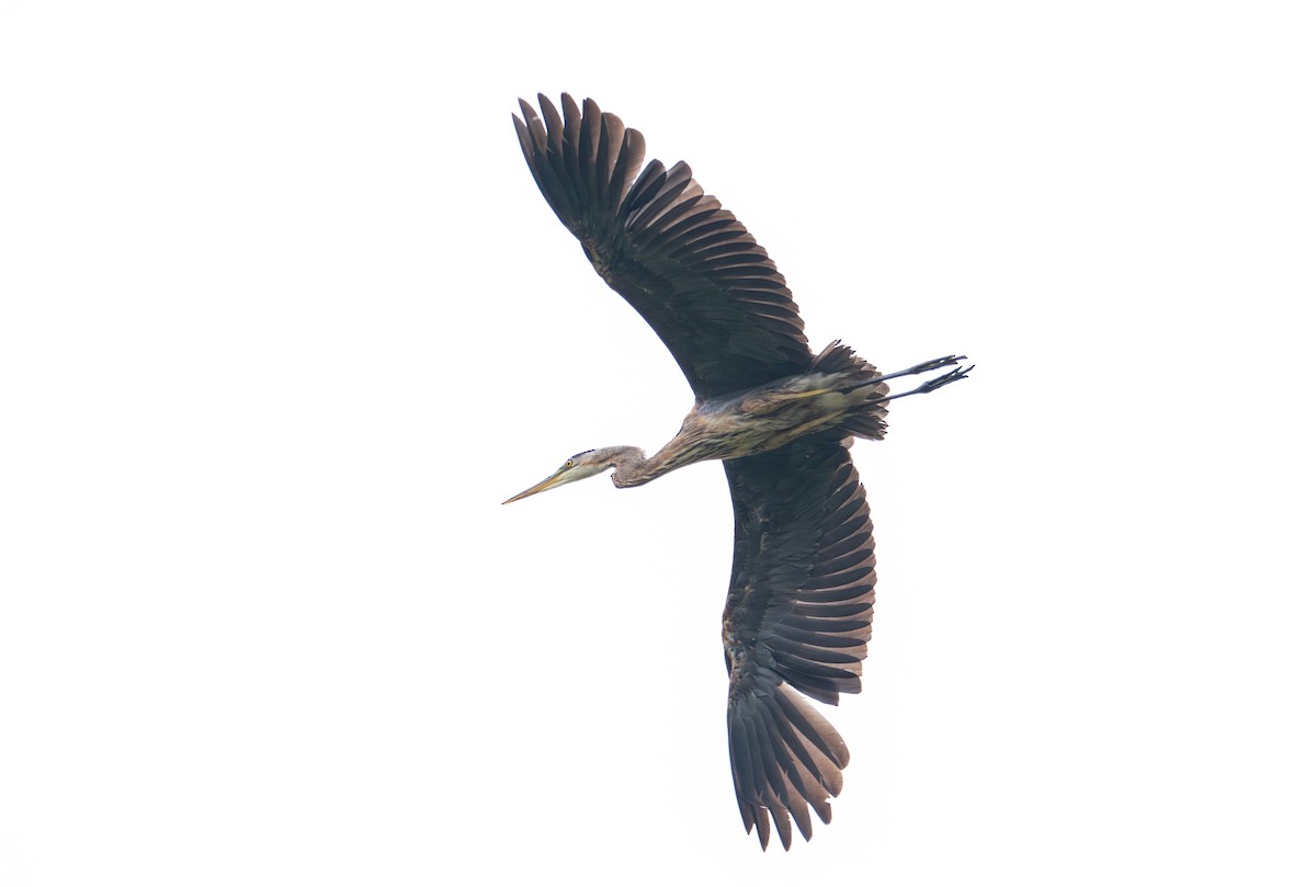 Great Blue Heron - Herb Elliott