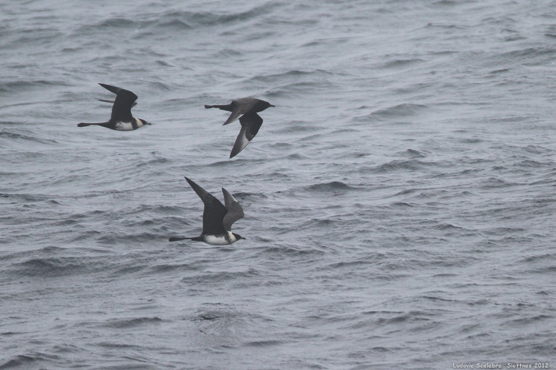 Pomarine Jaeger - Ludovic Scalabre