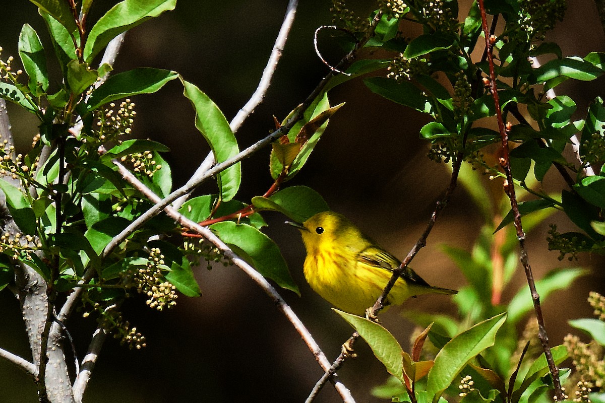 Yellow Warbler - gene collins