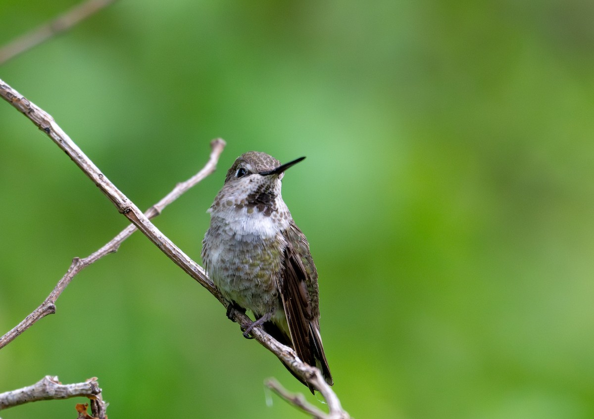 Anna's Hummingbird - Herb Elliott