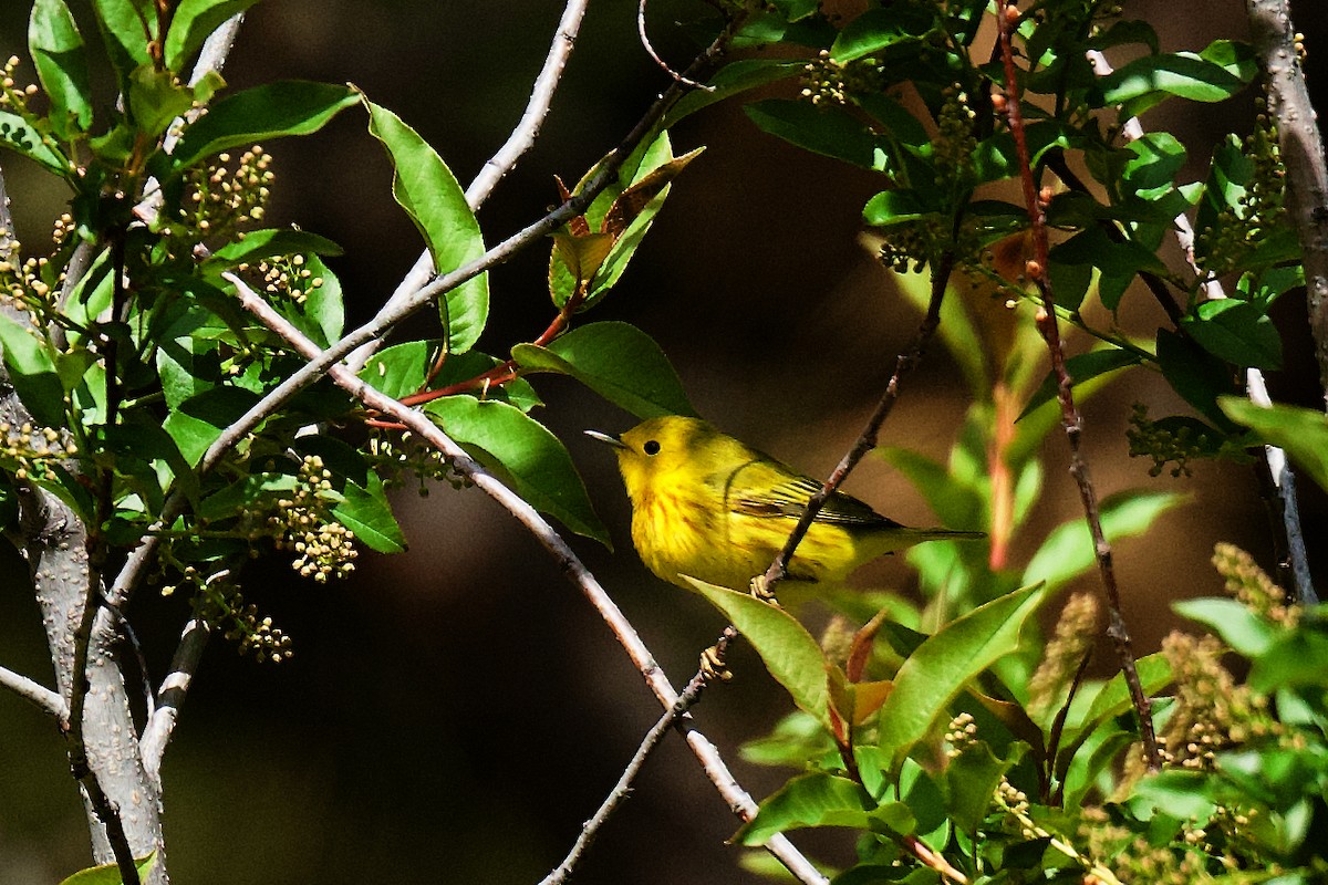 Yellow Warbler - gene collins