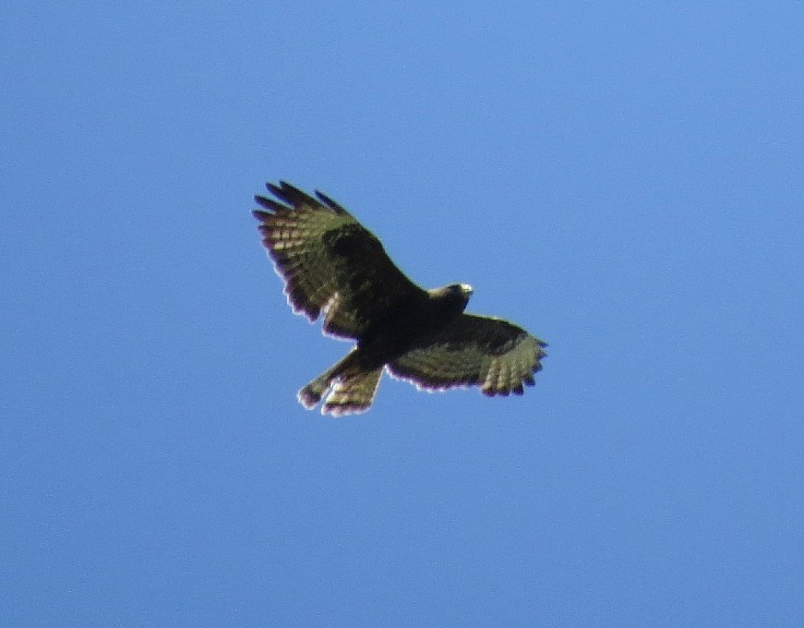 Short-tailed Hawk - Douglas Richard