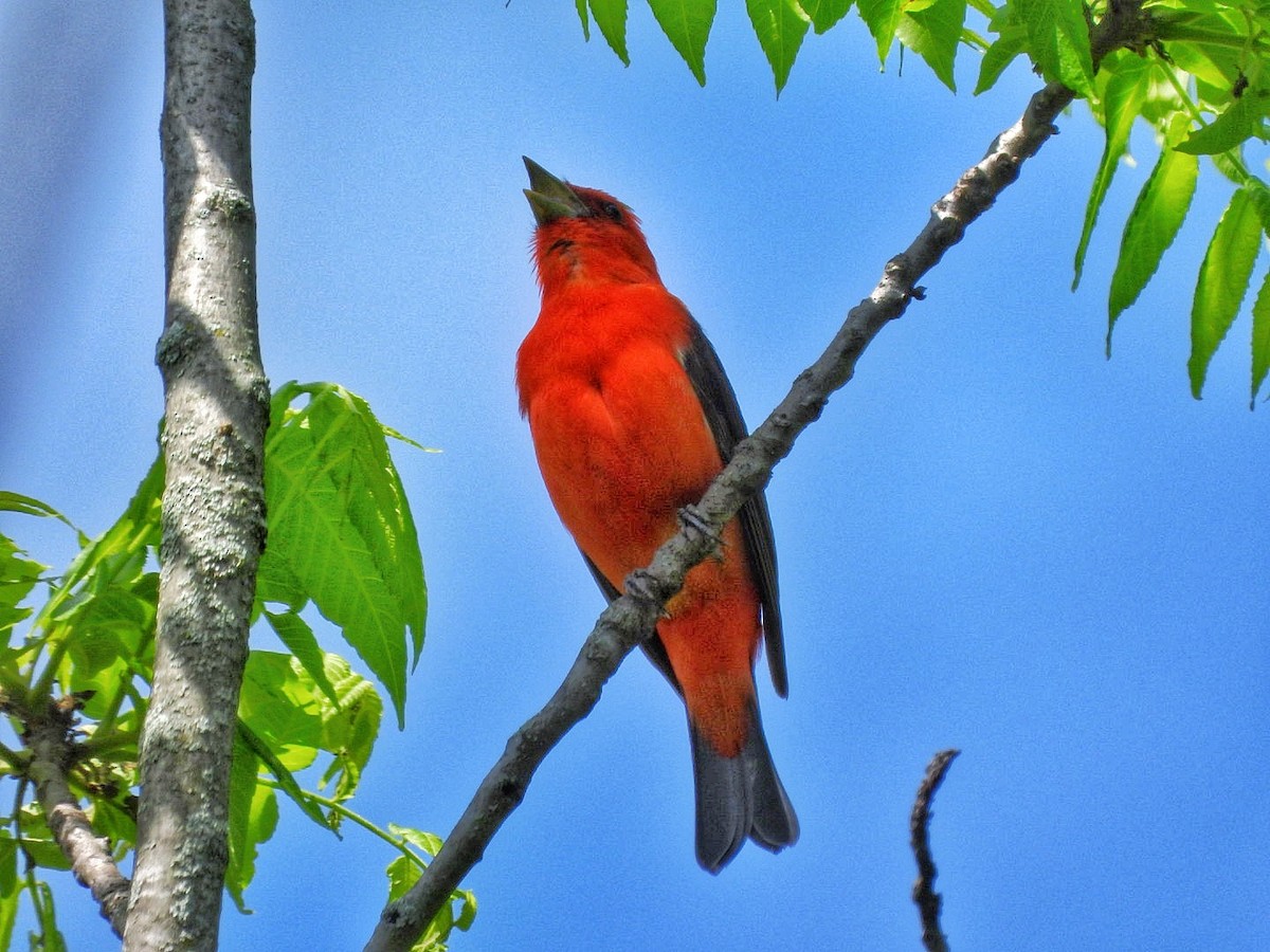 Scarlet Tanager - Gina Turone 🐩