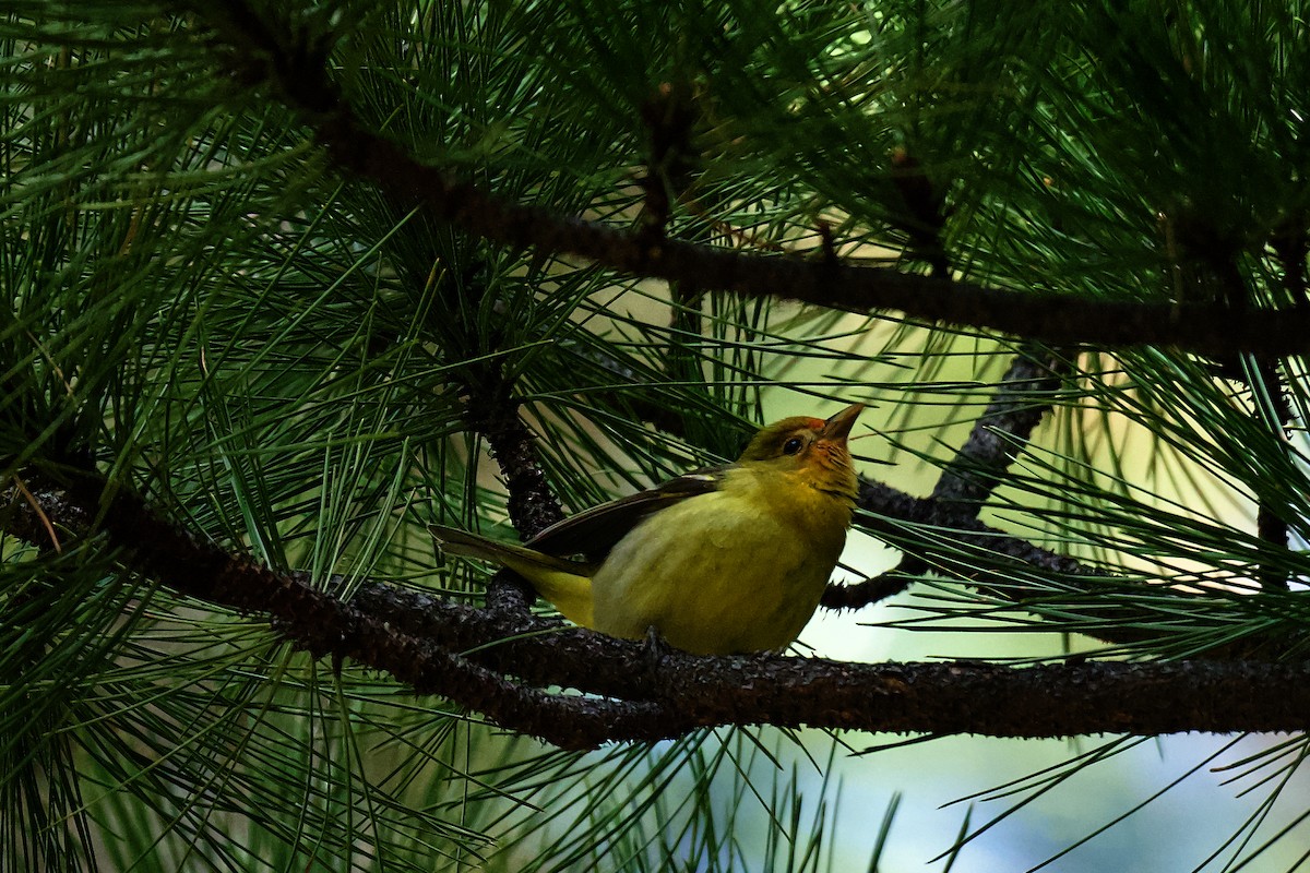 Western Tanager - gene collins