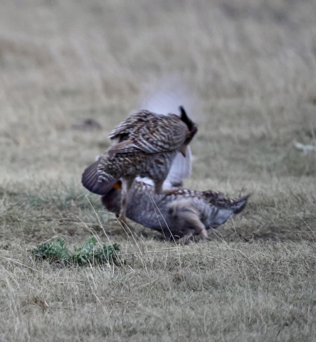 Greater Prairie-Chicken - Cheryl Rosenfeld