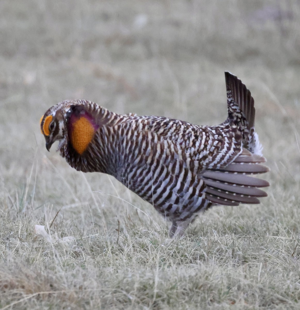 Greater Prairie-Chicken - Cheryl Rosenfeld