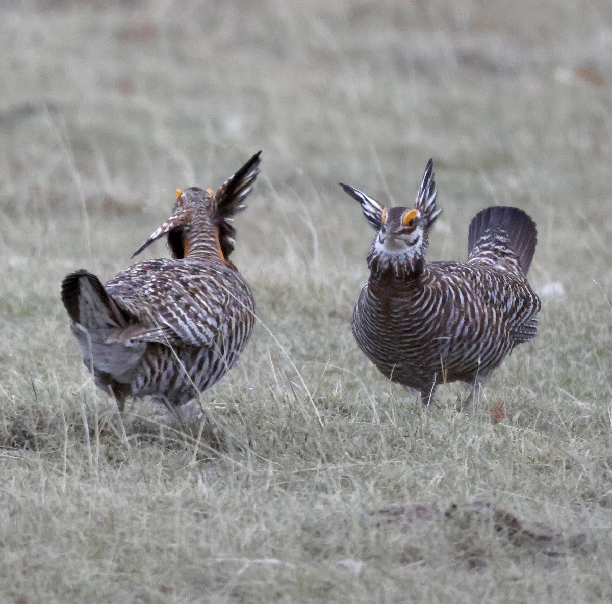 Greater Prairie-Chicken - Cheryl Rosenfeld