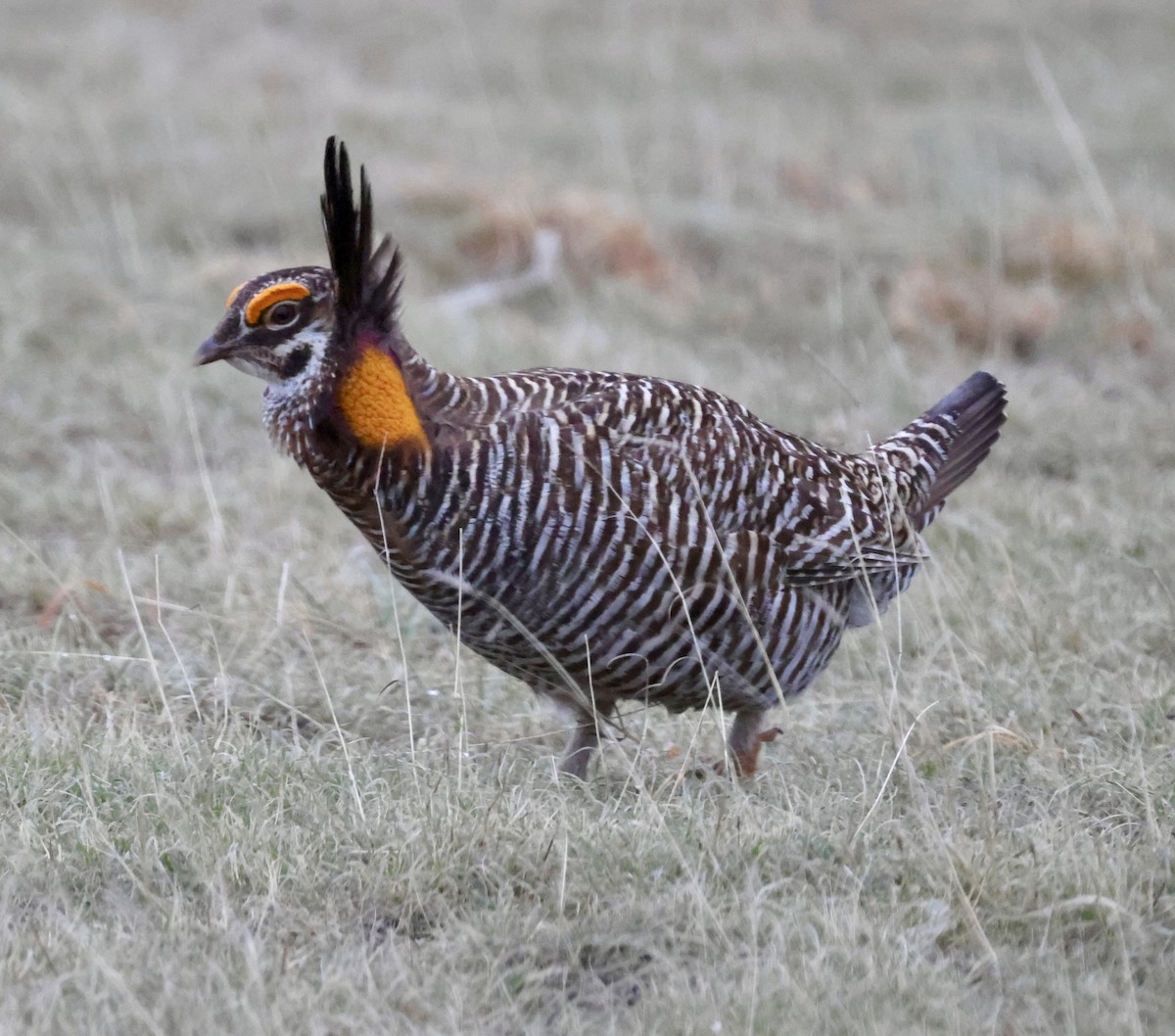 Greater Prairie-Chicken - Cheryl Rosenfeld