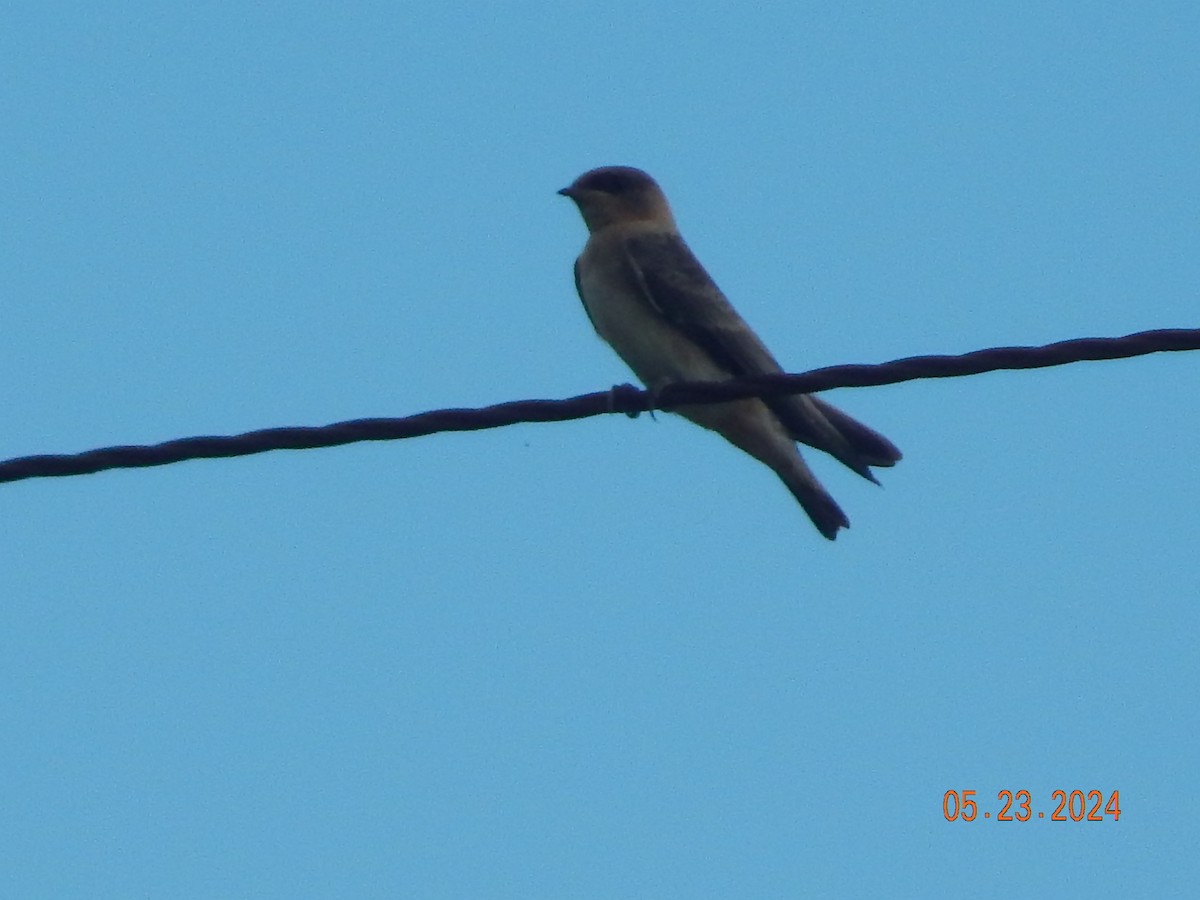 Cave Swallow - ML619494156