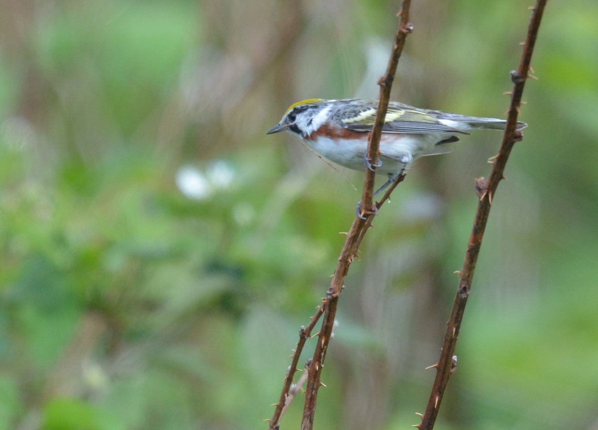 Chestnut-sided Warbler - Jay Wherley