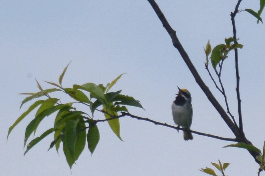 Golden-winged Warbler - Jay Wherley