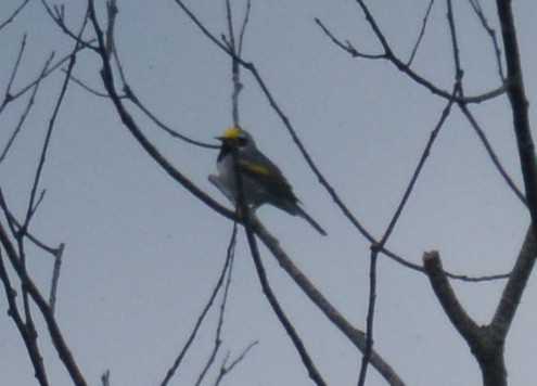 Golden-winged Warbler - Jay Wherley