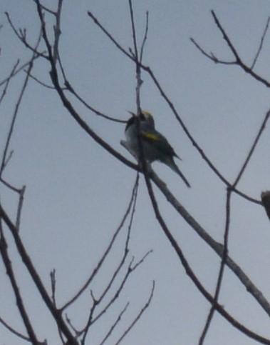 Golden-winged Warbler - Jay Wherley