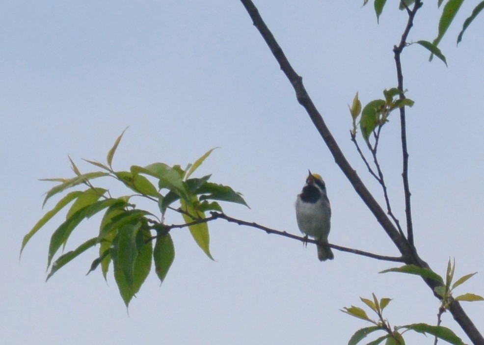 Golden-winged Warbler - Jay Wherley