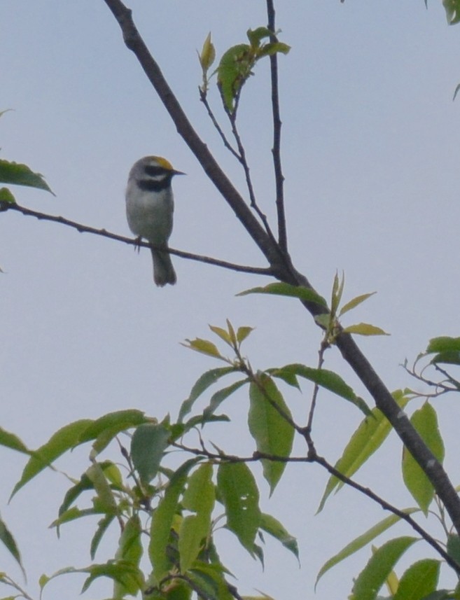 Golden-winged Warbler - Jay Wherley