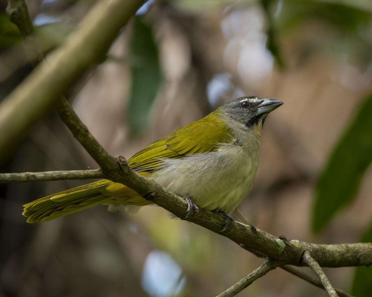 Buff-throated Saltator - Caio Osoegawa