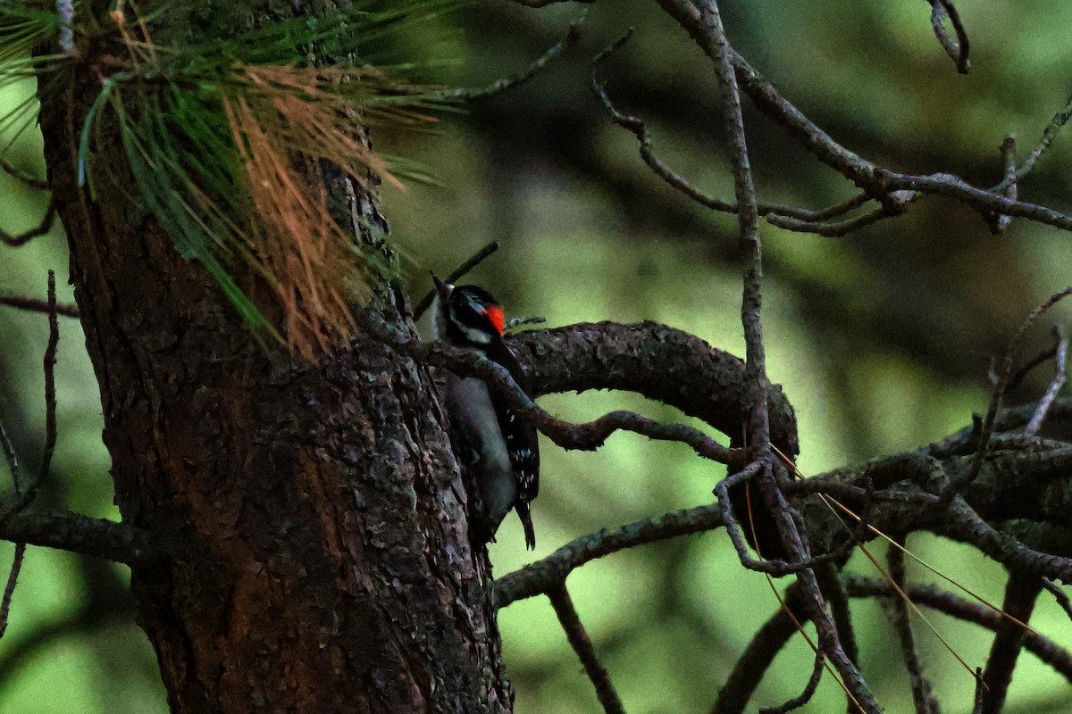Downy Woodpecker - gene collins