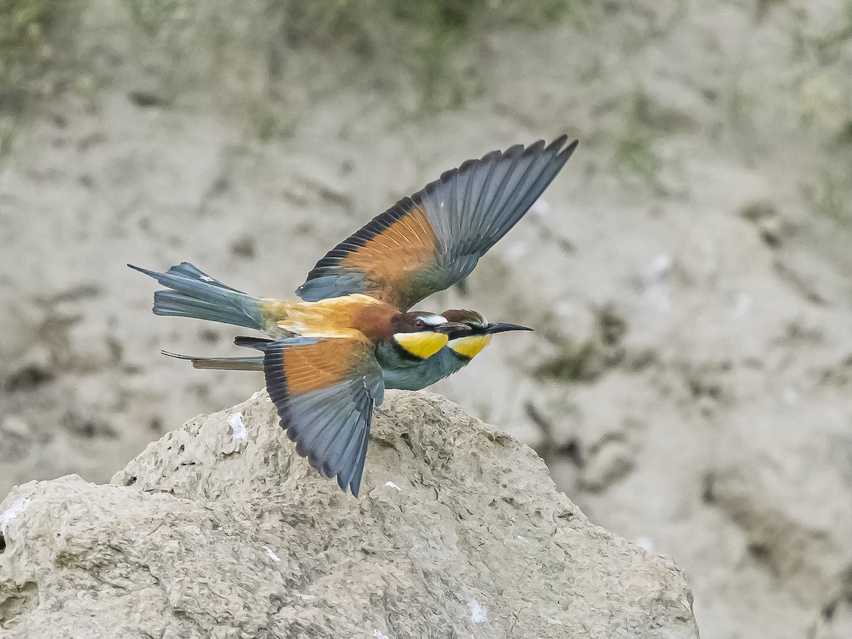 European Bee-eater - ML619494170