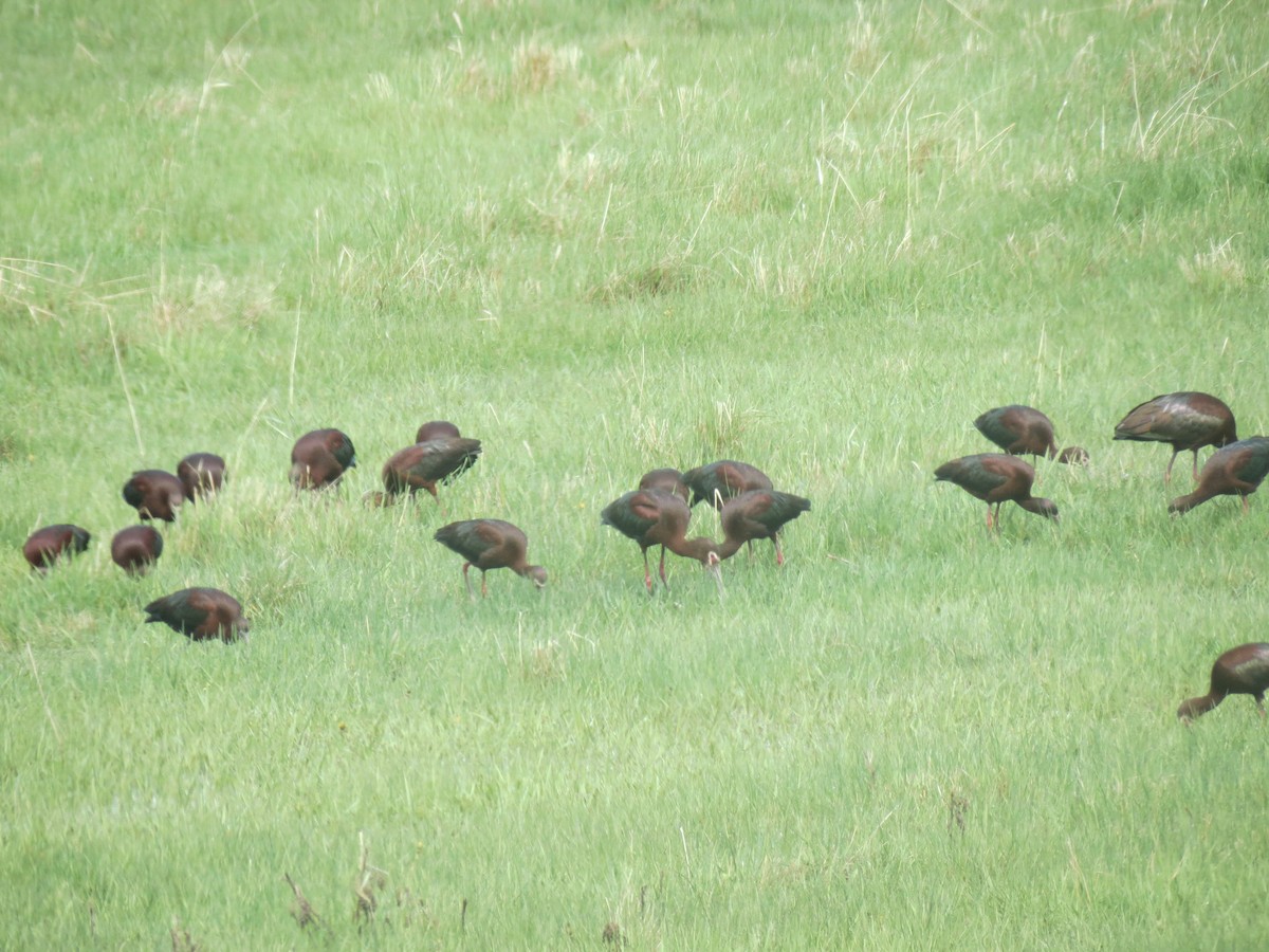 White-faced Ibis - Terry  Korolyk