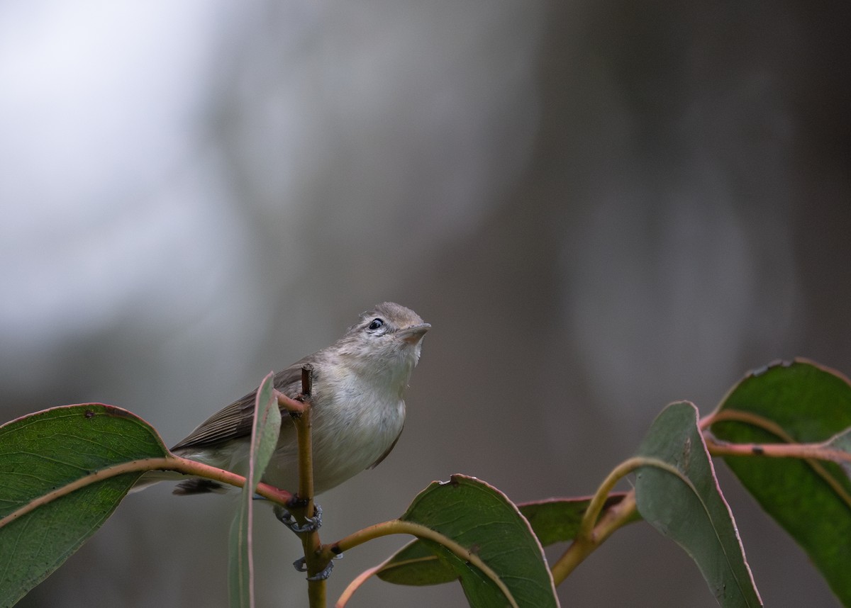 Warbling Vireo - Herb Elliott