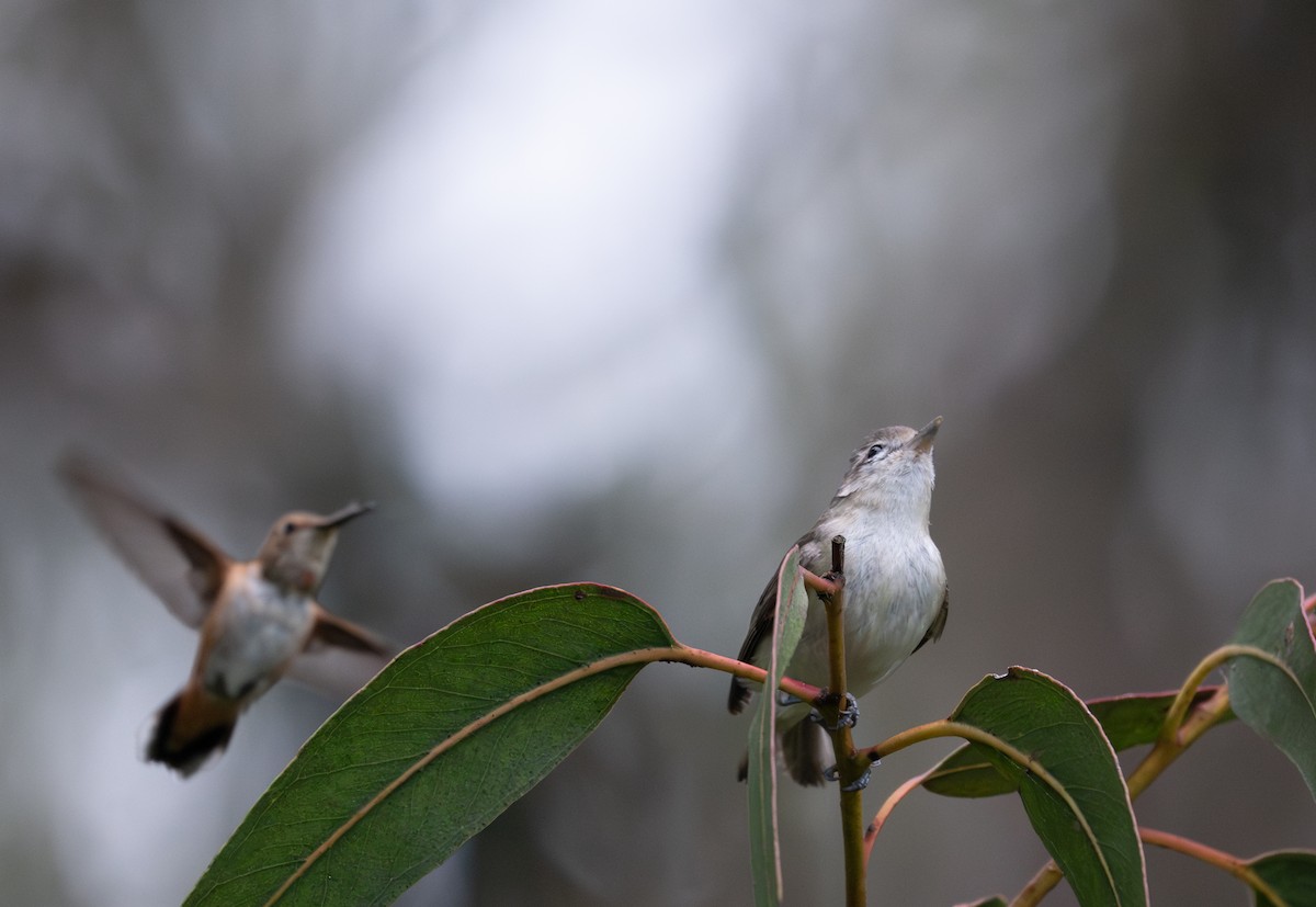 Warbling Vireo - Herb Elliott