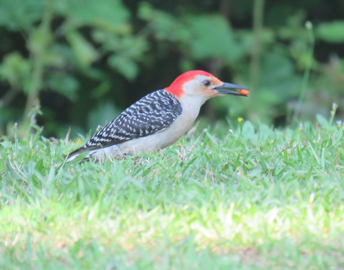 Red-bellied Woodpecker - Yvonne Porter