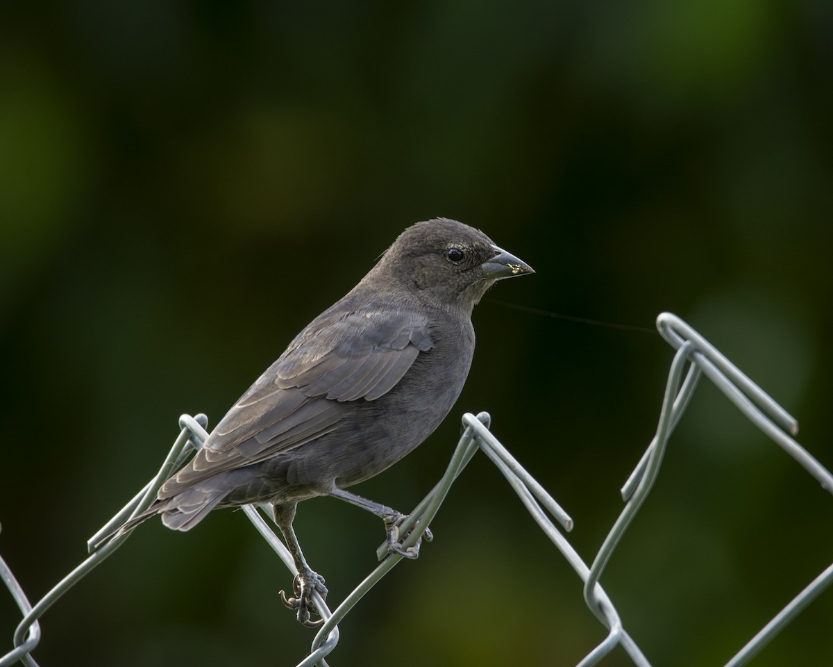 Shiny Cowbird - Caio Osoegawa