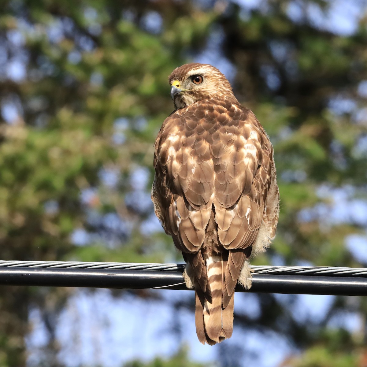 Broad-winged Hawk - Aarre Ertolahti
